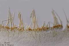 Auricularia auricula-judae-Haare-200x_K.jpg